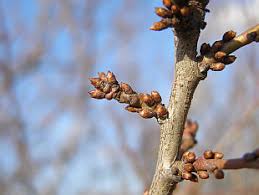 Attēlu rezultāti vaicājumam “Cerasus bud”