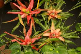 Картинки по запросу гусмания