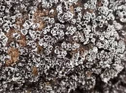 Attēlu rezultāti vaicājumam “Gulielmina vermicularis macro”