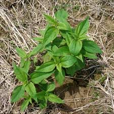 Attēlu rezultāti vaicājumam “Helianthus tuberosus leaf”