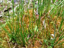 Attēlu rezultāti vaicājumam “Triglochin palustre fruit”