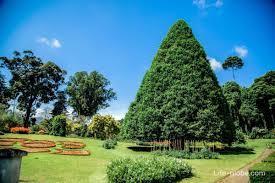 Image result for шри ланка королевский ботанический сад