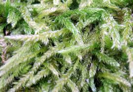 Attēlu rezultāti vaicājumam “Pylaisia polyantha”