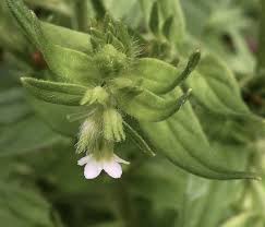 Attēlu rezultāti vaicājumam “Lithospermum officinale”
