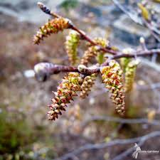 Attēlu rezultāti vaicājumam “Carpinus caroliniana female flower”
