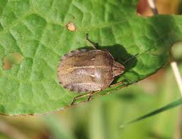 Attēlu rezultāti vaicājumam “Eurygaster testudinaria nymph”