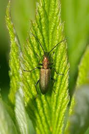 Attēlu rezultāti vaicājumam “Chrysanthia viridissima”