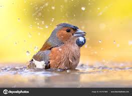 Attēlu rezultāti vaicājumam “Fringilla coelebs male”