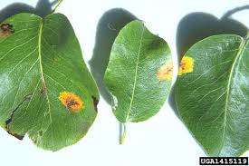 Attēlu rezultāti vaicājumam “Gymnosporangium sabinae”