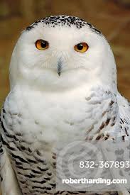 Image result for Bubo scandiacus