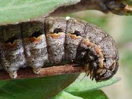 Attēlu rezultāti vaicājumam “Eurois occulta”