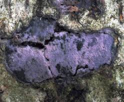 Attēlu rezultāti vaicājumam “Skeletocutis odora”