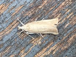 Attēlu rezultāti vaicājumam “Calamotropha paludella”