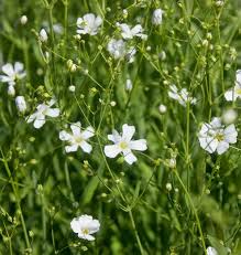 Attēlu rezultāti vaicājumam “Gypsophila fastigiata flower”