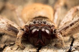 Attēlu rezultāti vaicājumam “Sparassidae”