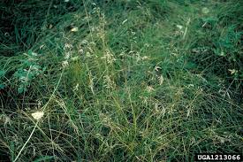 Attēlu rezultāti vaicājumam “Poa pratensis”