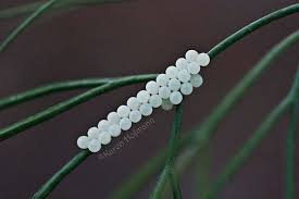 Attēlu rezultāti vaicājumam “Pentatomidae eggs”