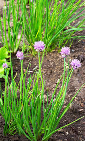 Image result for Allium schoenoprasum