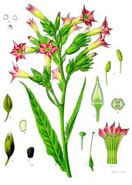 Attēlu rezultāti vaicājumam “Nicotiana tabacum”