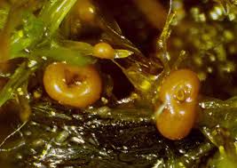 Attēlu rezultāti vaicājumam “Hemitrichia sordivesiculosa macro”