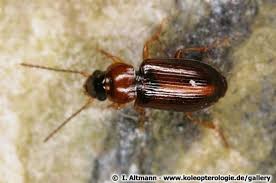 Attēlu rezultāti vaicājumam “Acupalpus flavicollis”