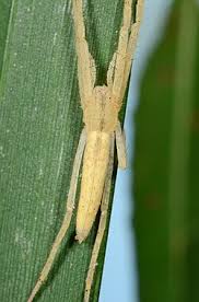 Attēlu rezultāti vaicājumam “Tibellus oblongus”