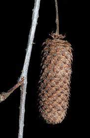Attēlu rezultāti vaicājumam “Betula humilis fruit”