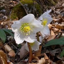 Image result for Nieswurz