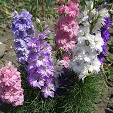 Image result for Delphinium consolida