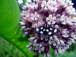 Attēlu rezultāti vaicājumam “Anania funebris”