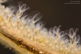 Attēlu rezultāti vaicājumam “Bryozoa”