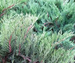 Attēlu rezultāti vaicājumam “Juniperus sabina”