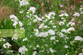 Image result for Malva moschata alba