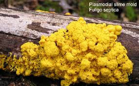 Attēlu rezultāti vaicājumam “Fuligo cinerea spores”