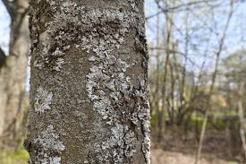 Attēlu rezultāti vaicājumam “Parmelina tiliacea”