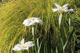 Attēlu rezultāti vaicājumam “Carex elata flower”