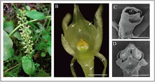 Attēlu rezultāti vaicājumam “Malaxis monophyllos flower”