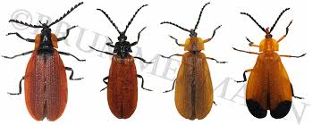 Attēlu rezultāti vaicājumam “Lycidae”