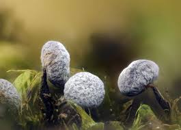 Attēlu rezultāti vaicājumam “Physarum bryomacrocarpum spores”