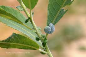 Attēlu rezultāti vaicājumam “Trichiosoma larva”