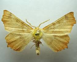 Attēlu rezultāti vaicājumam “Ennomos autumnaria male”