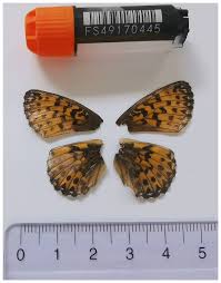 Attēlu rezultāti vaicājumam “Boloria titania upperside”