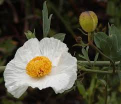 Image result for Romneya coulteri