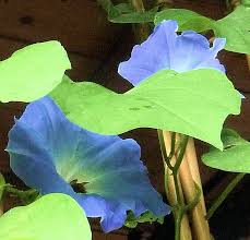 Image result for Ipomoea Heavenly Blue