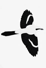 Attēlu rezultāti vaicājumam “Lanius excubitor adult”