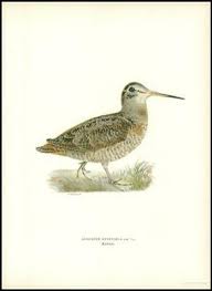 Attēlu rezultāti vaicājumam “Scolopax rusticola”