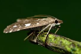 Attēlu rezultāti vaicājumam “Udea olivalis”