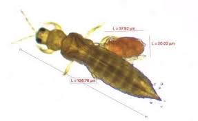 Attēlu rezultāti vaicājumam “Trachyspora intrusa”