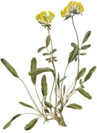 Attēlu rezultāti vaicājumam “Anthyllis vulneraria leaf”