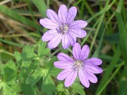 Attēlu rezultāti vaicājumam “Geranium pyrenaicum flower”